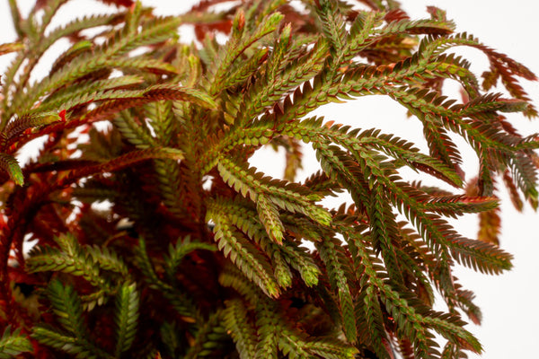 Selaginella Erythropus Sanguinea Red Club Moss Easy Terrarium Plant