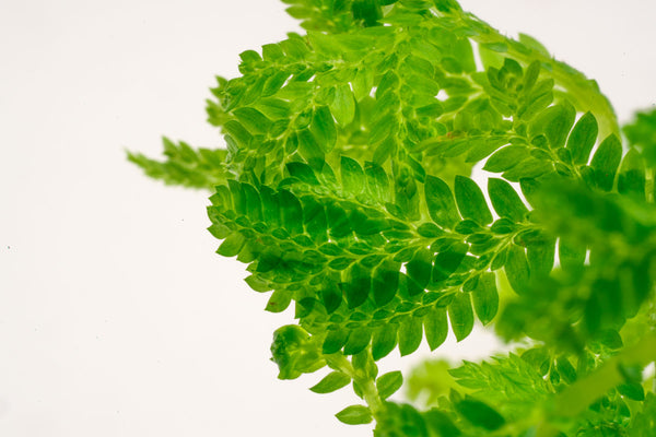 Selaginella Siamensis Hieron Easy Terrarium Plant