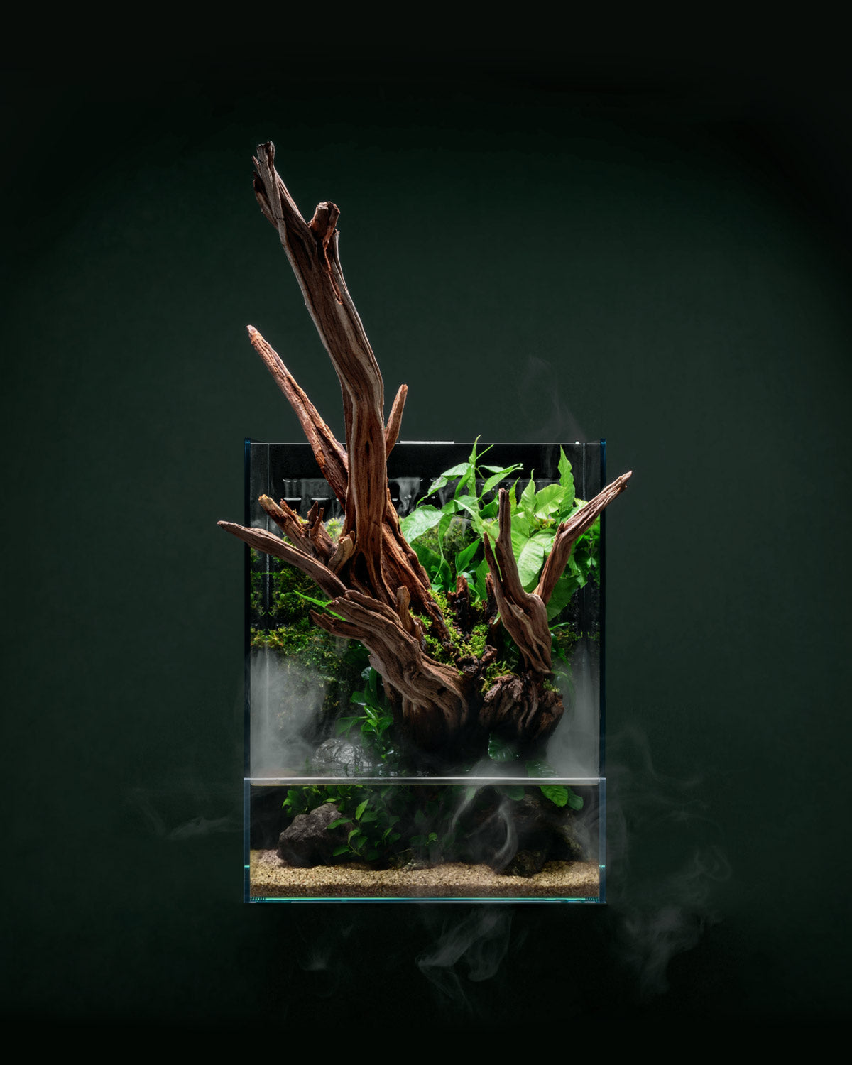 UNS Foresta Integrated Paludarium | Shop UNS Paludariums - Glass Aqua