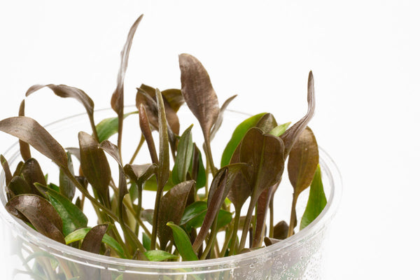 Cryptocoryne Undulatus Tissue Culture for Planted Aquarium Tank