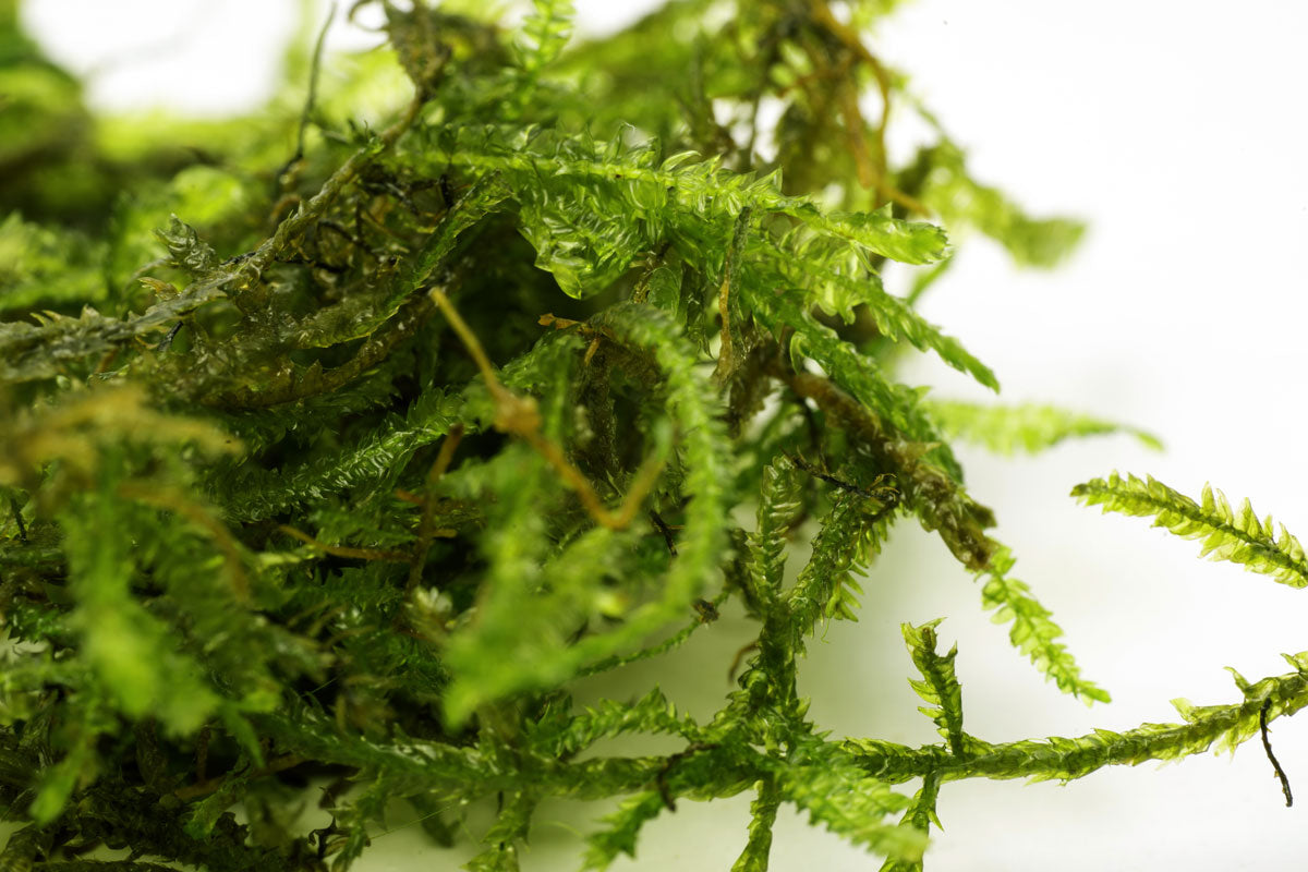 The most popular types of moss for the aquarium