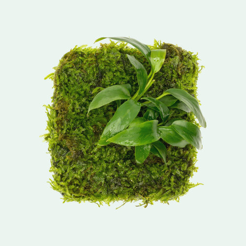 Anubias Minima Moss Fiber Mat