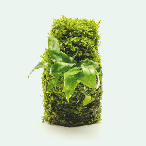 Anubias Minima Moss Tower