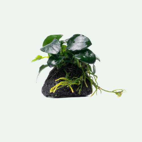 Anubias Barteri Petite Round Lava Stone