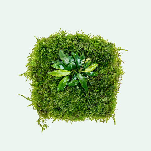 Foresta Mat - Anubias Minima & Christmas Moss