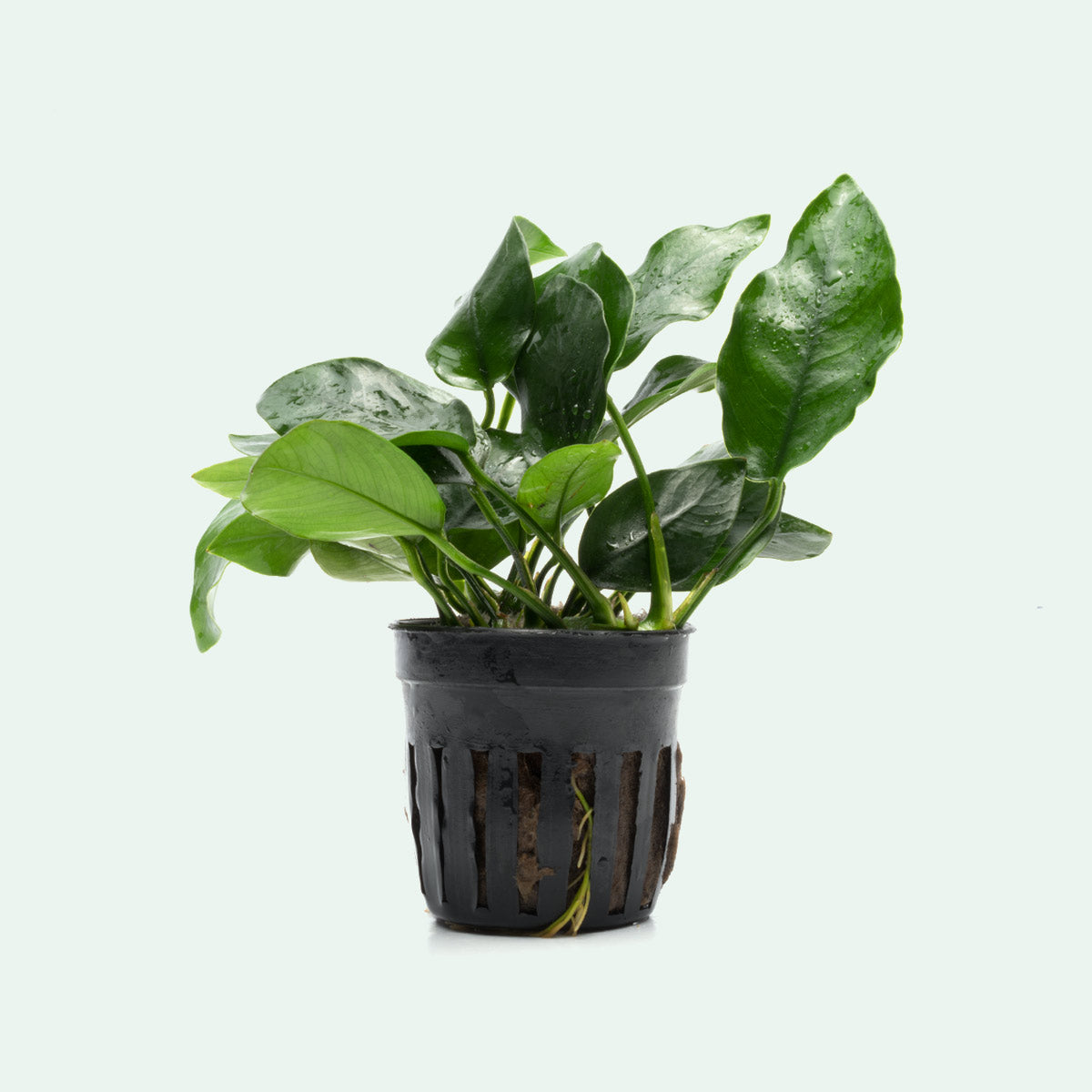 Anubias short and sharp