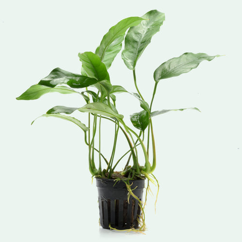 Anubias Short and Sharp