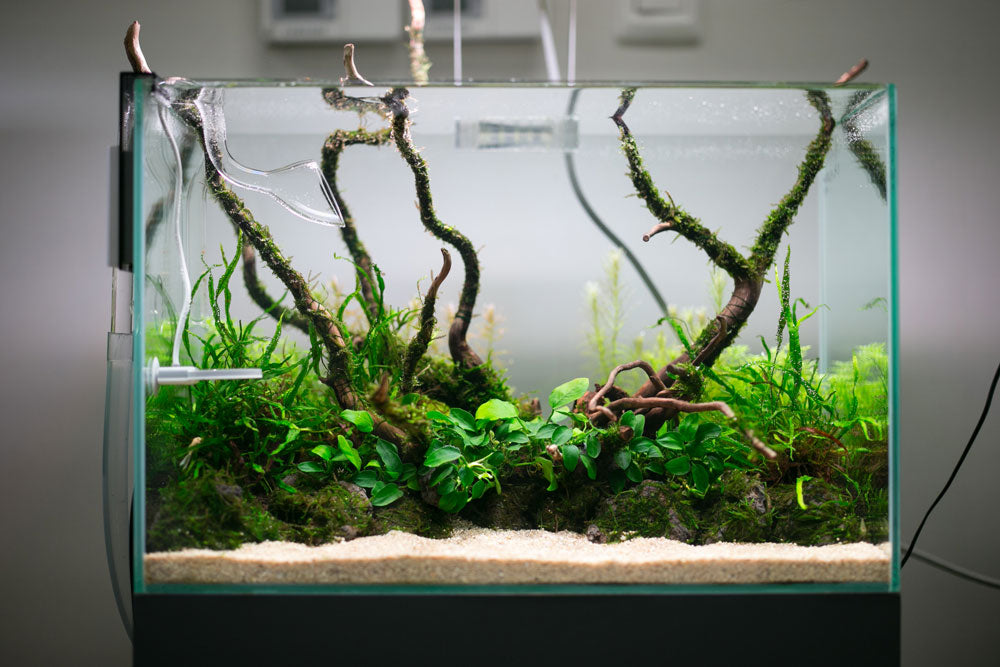 Aquario Neo Soil Planted Tank Substrate Aquatic Plants – Glass Aqua