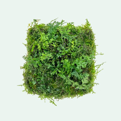 Foresta Mat - Bolbitis Difformis & Christmas Moss