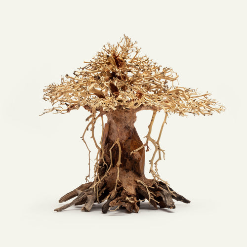 Bonsai Tree Driftwood Africana