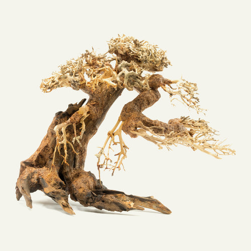 Bonsai Tree Driftwood Medium