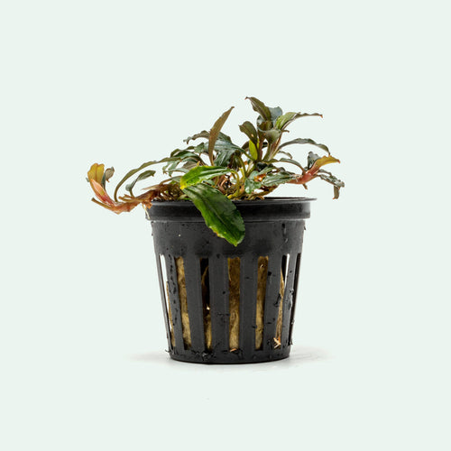 Bucephalandra Arrogant Blue