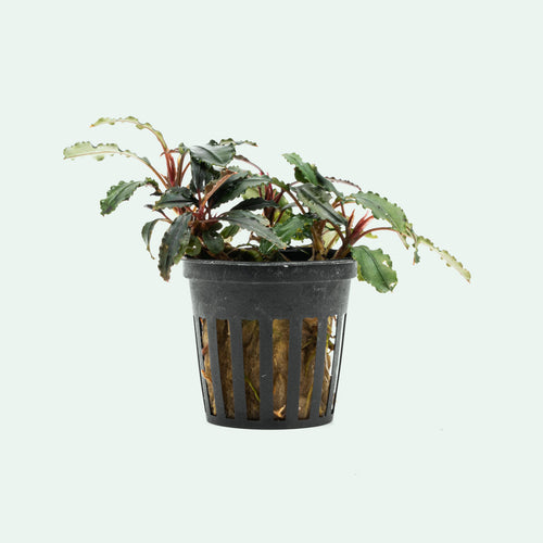 Bucephalandra Red Blade