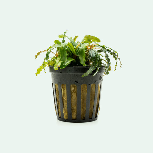 セールサイト Bucephalandra 3点 12月③ | wasser-bau.com