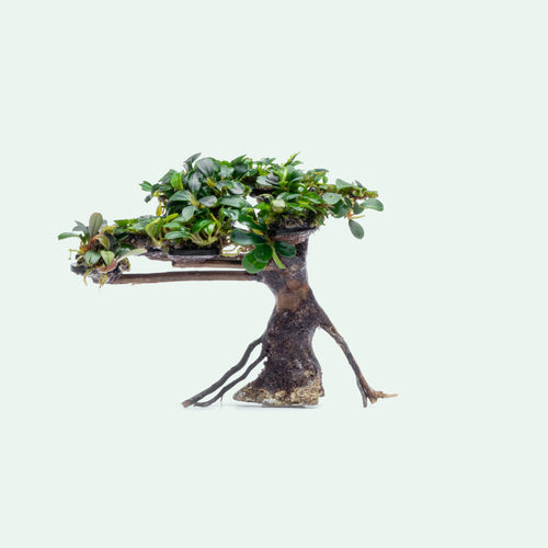 Bucephalandra Bonsai Tree