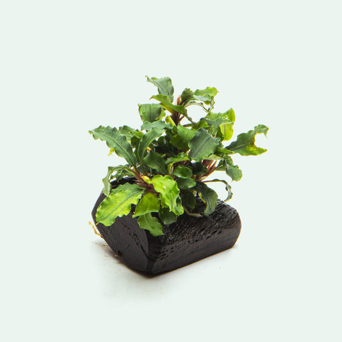 Bucephalandra Green Wavy Driftwood