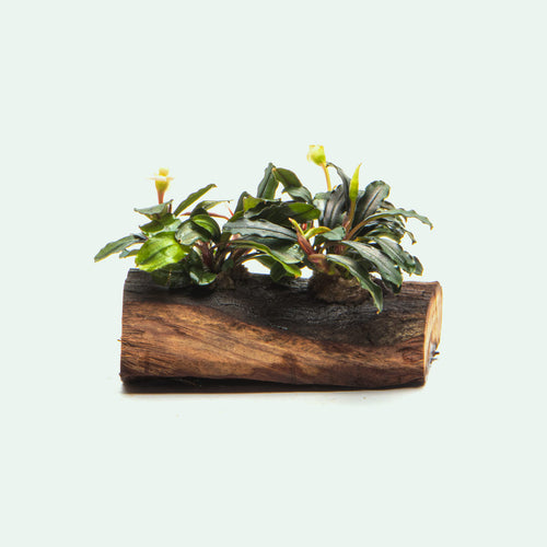 Bucephalandra Mixed Driftwood