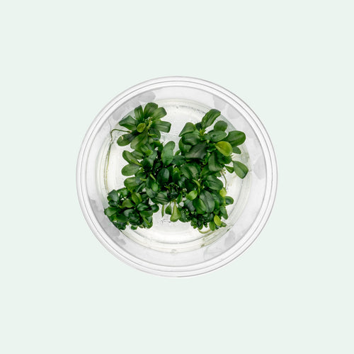 Bucephalandra Sintang Green Tissue Culture