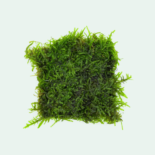 Christmas Moss Large Mat