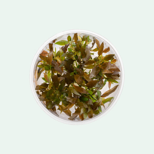 Cryptocoryne Walkeri