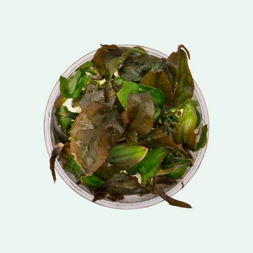 Cryptocoryne Yujii