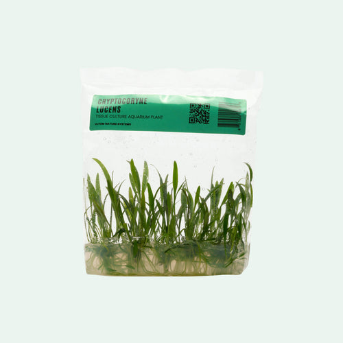 Cryptocoryne Lucens Tissue Culture Bag