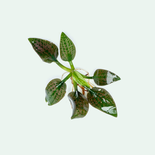 Cryptocoryne Silver Queen