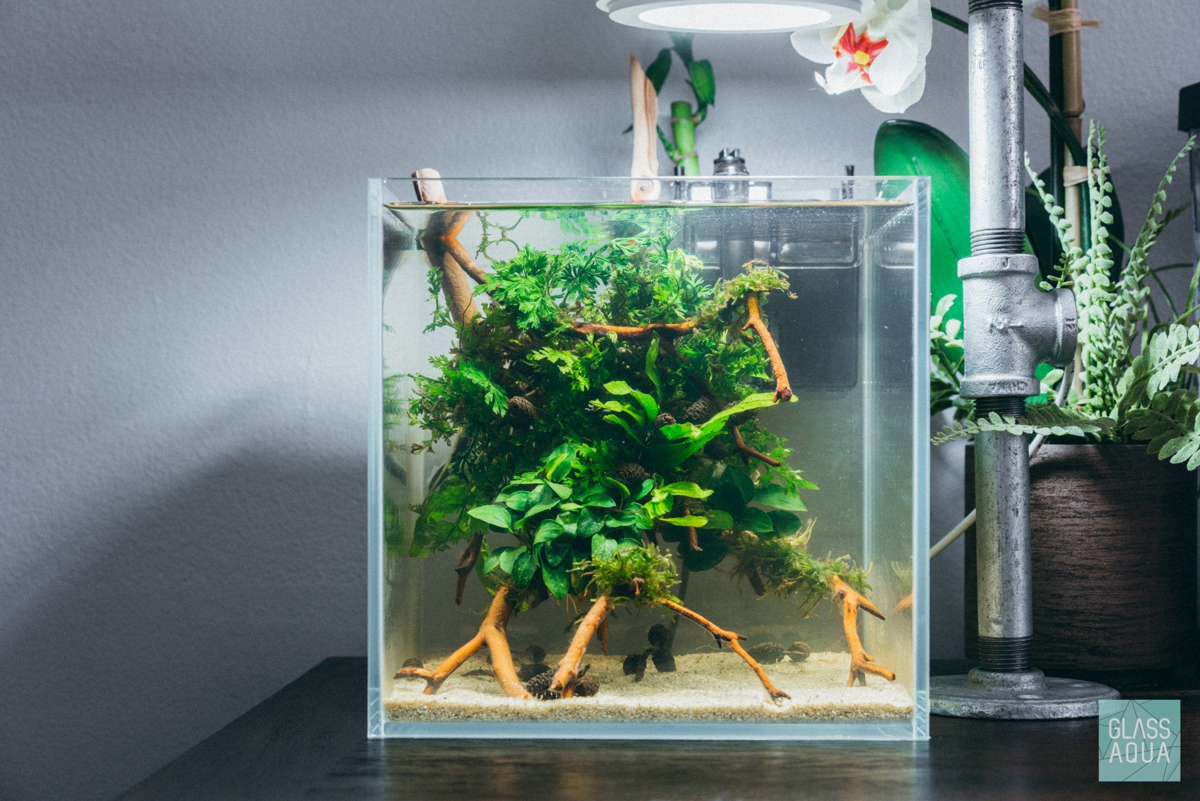 Betta Aquarium Aquascape (5 Gallon planted tank) 