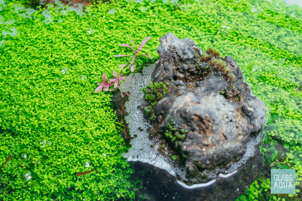 Hemianthus Callitrichoides Cuba Tissue Culture Aquatic Plant