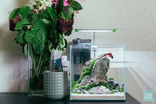 Tank filled, tech installed, and Marimo ball ripped up for tree foliage.  Need idea for a plant on the right side. : r/PlantedTank