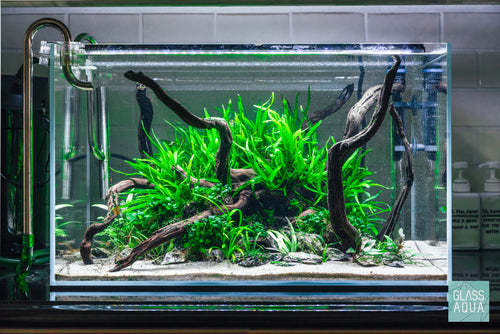 All Products Archives - Pet Fish Plants