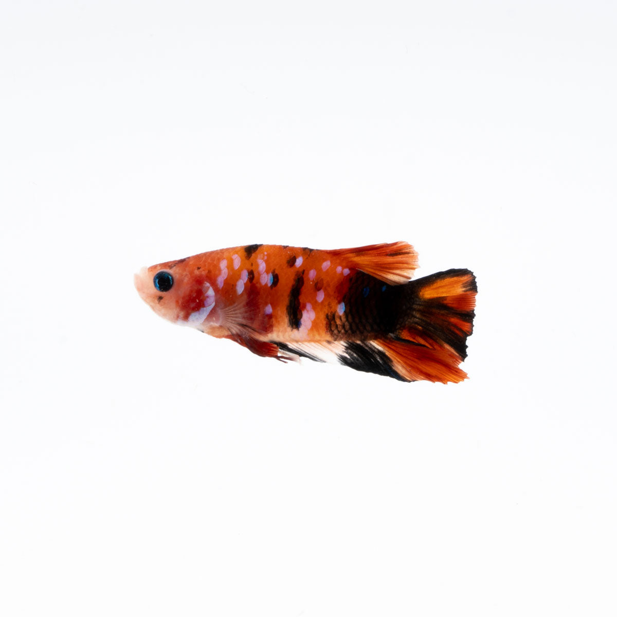 Premium Show Quality Live Aquarium Betta Fish