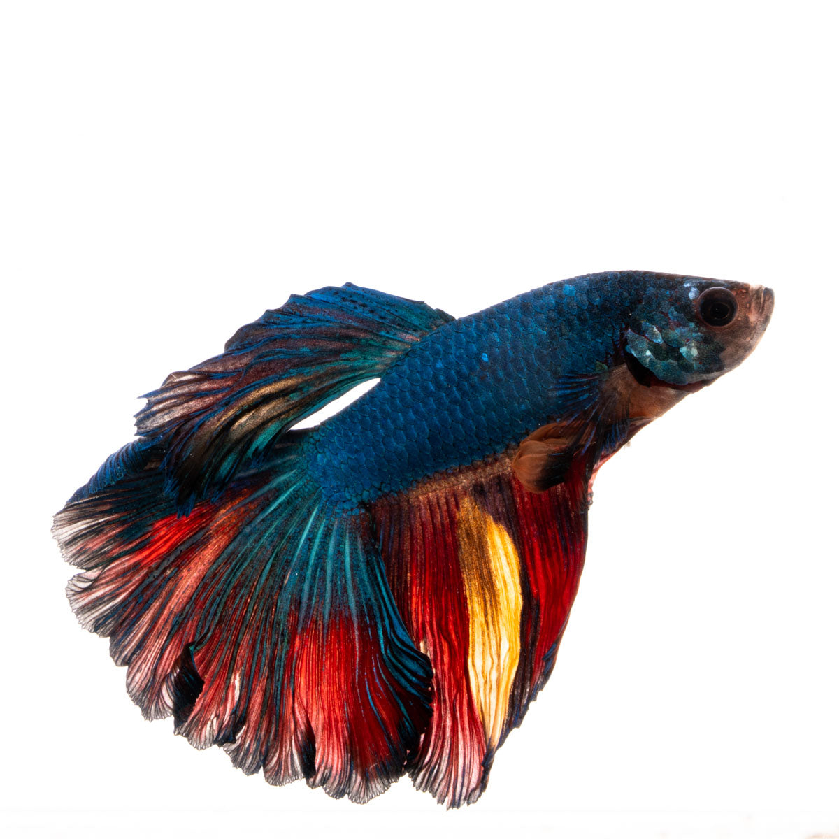 Premium Show Quality Live Aquarium Betta Fish