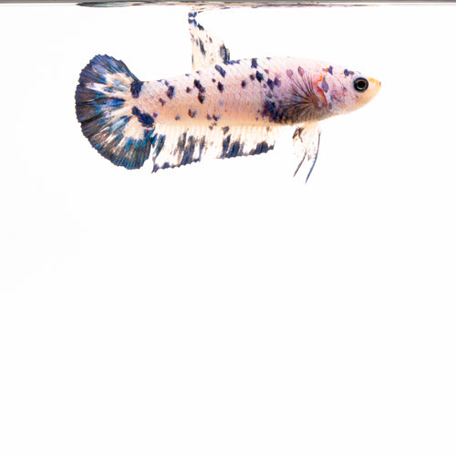 Speckled HMPK Female Betta [GBF005]