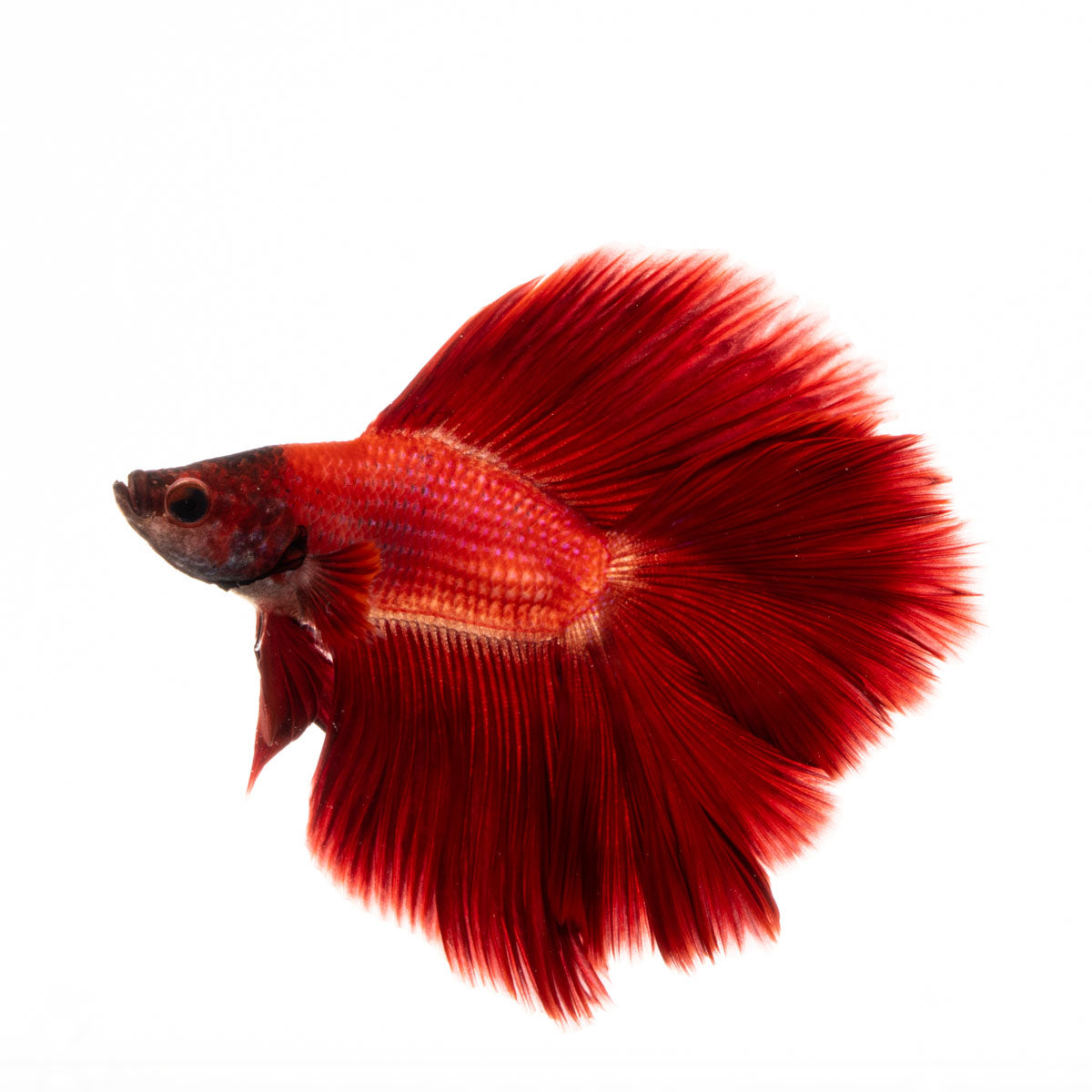 Premium Show Quality Live Aquarium Betta Fish