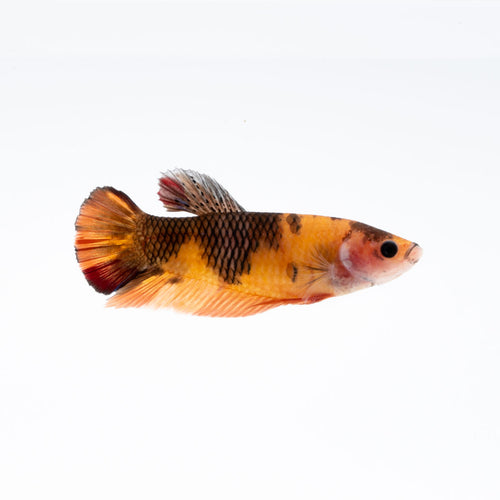 Nemo Koi HMPK Female Betta [GBF009]