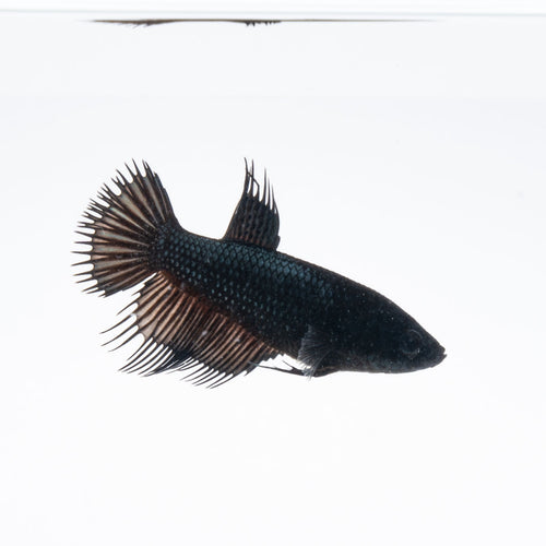 Black Crowntail Female Betta [GBF010]