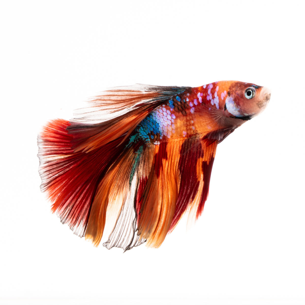 Premium Show Quality Live Aquarium Betta Fish