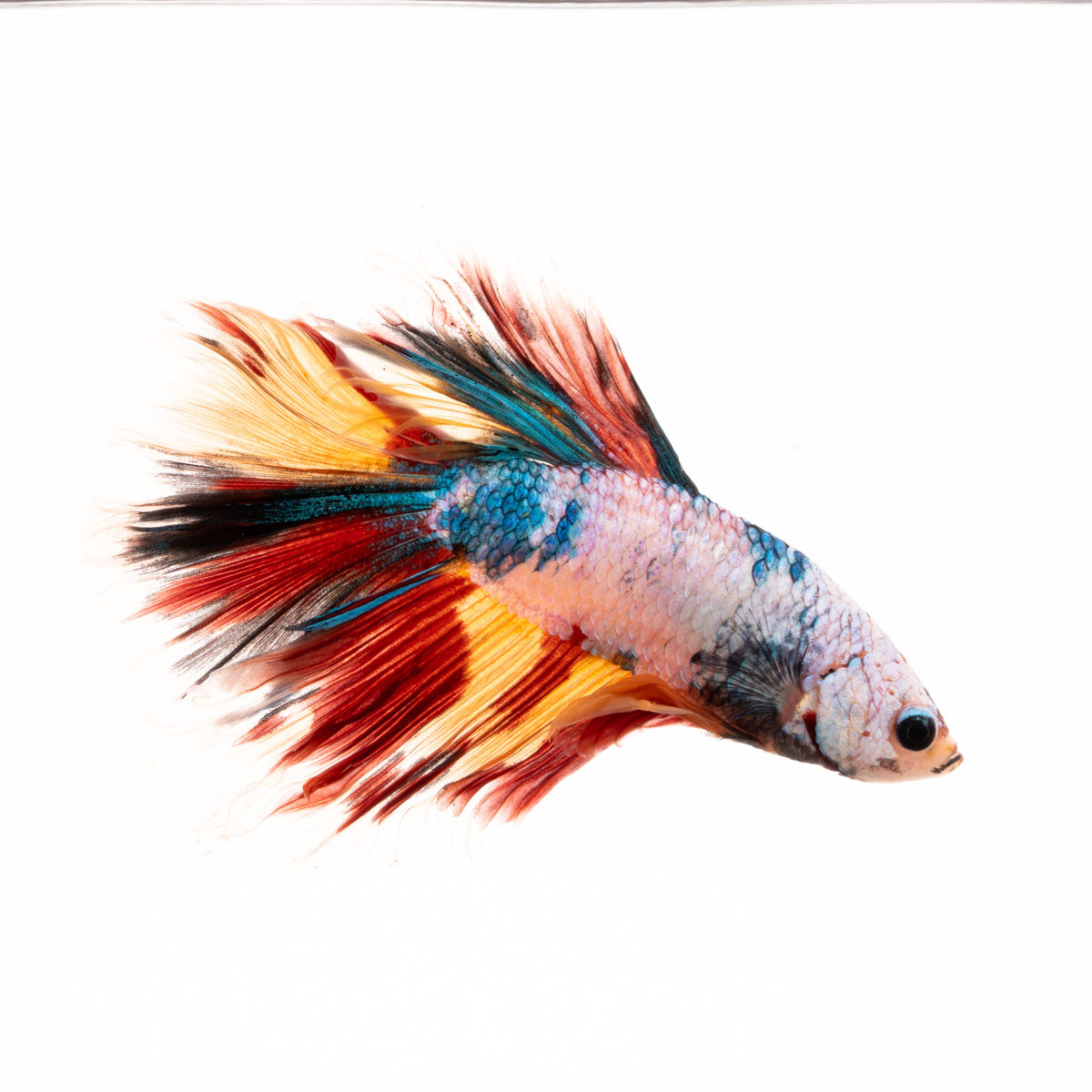 Premium Show Quality Live Aquarium Betta Fish