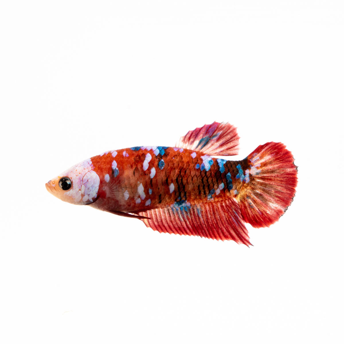 Premium Show Quality Live Aquarium Betta Fish