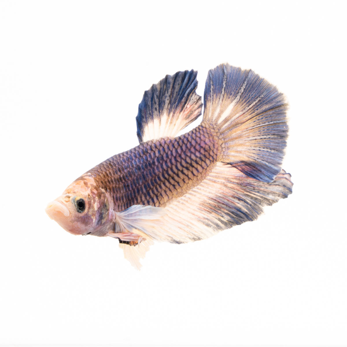 Premium Show Quality Live Aquarium Betta Fish