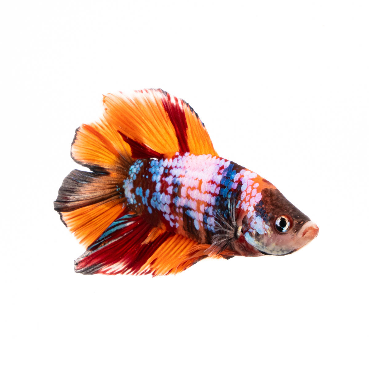 Premium Show Quality Live Aquarium Betta Fish