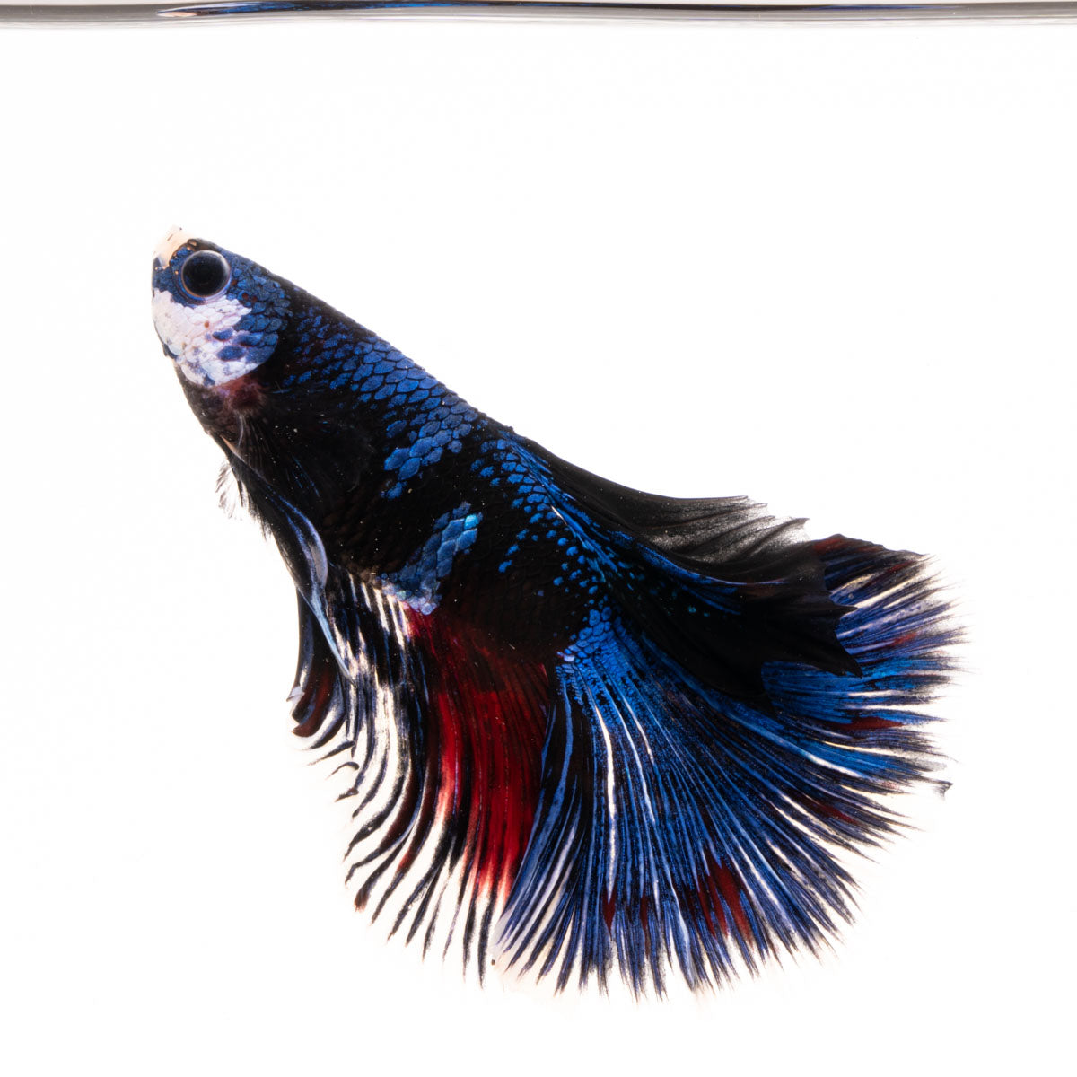 Premium Show Quality Live Aquarium Betta Fish