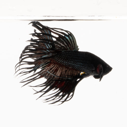 Black Crowntail Male Betta [GBFC001]