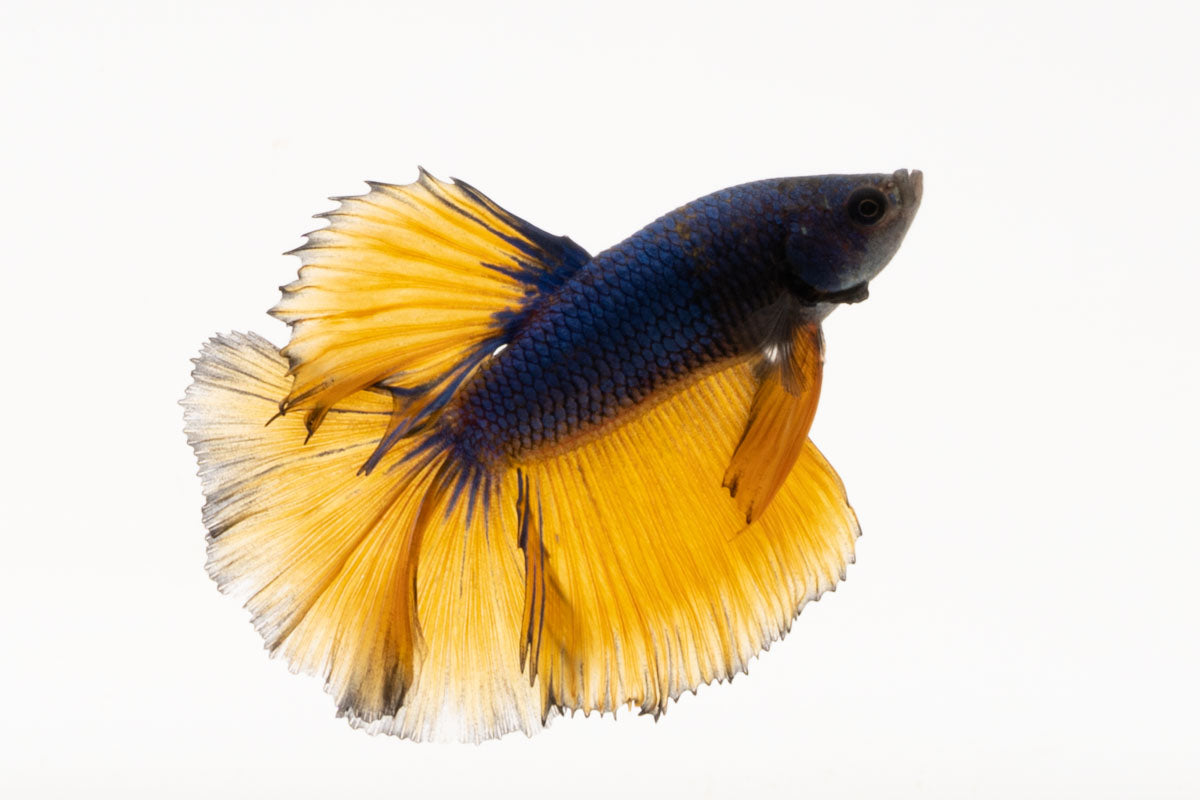 blue mustard betta fish