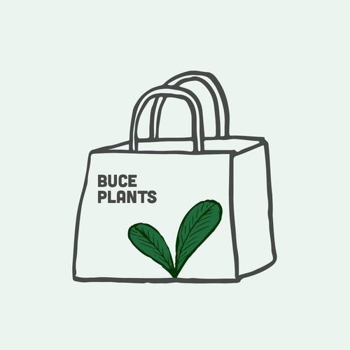 Mystery Buce Plant Bag