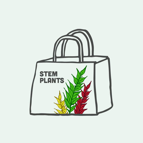 Mystery Stem Plant Bag