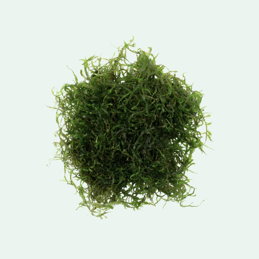 java moss plant