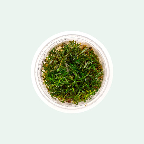 Ludwigia Crystal Tissue Culture