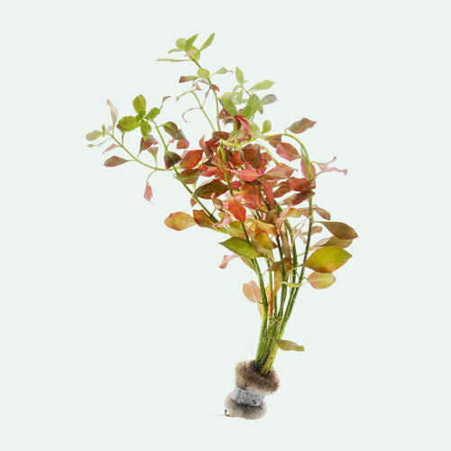 Ludwigia Ovalis